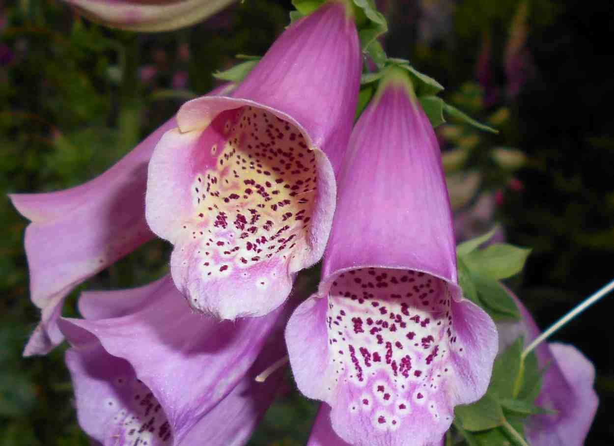 Digitalis purpurea - Foto Salicyna (Wikipedia)