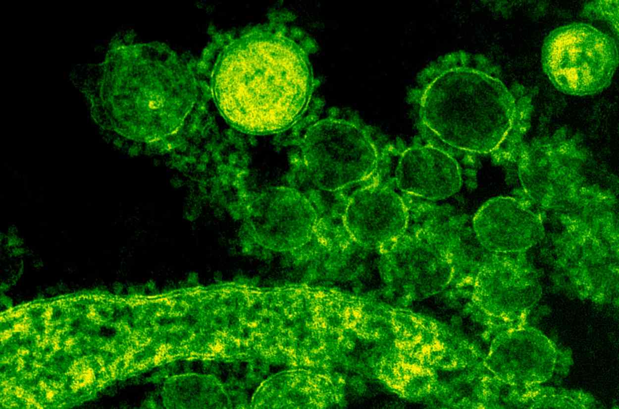 Tumori cutanei, svolta grazie a virus modificato