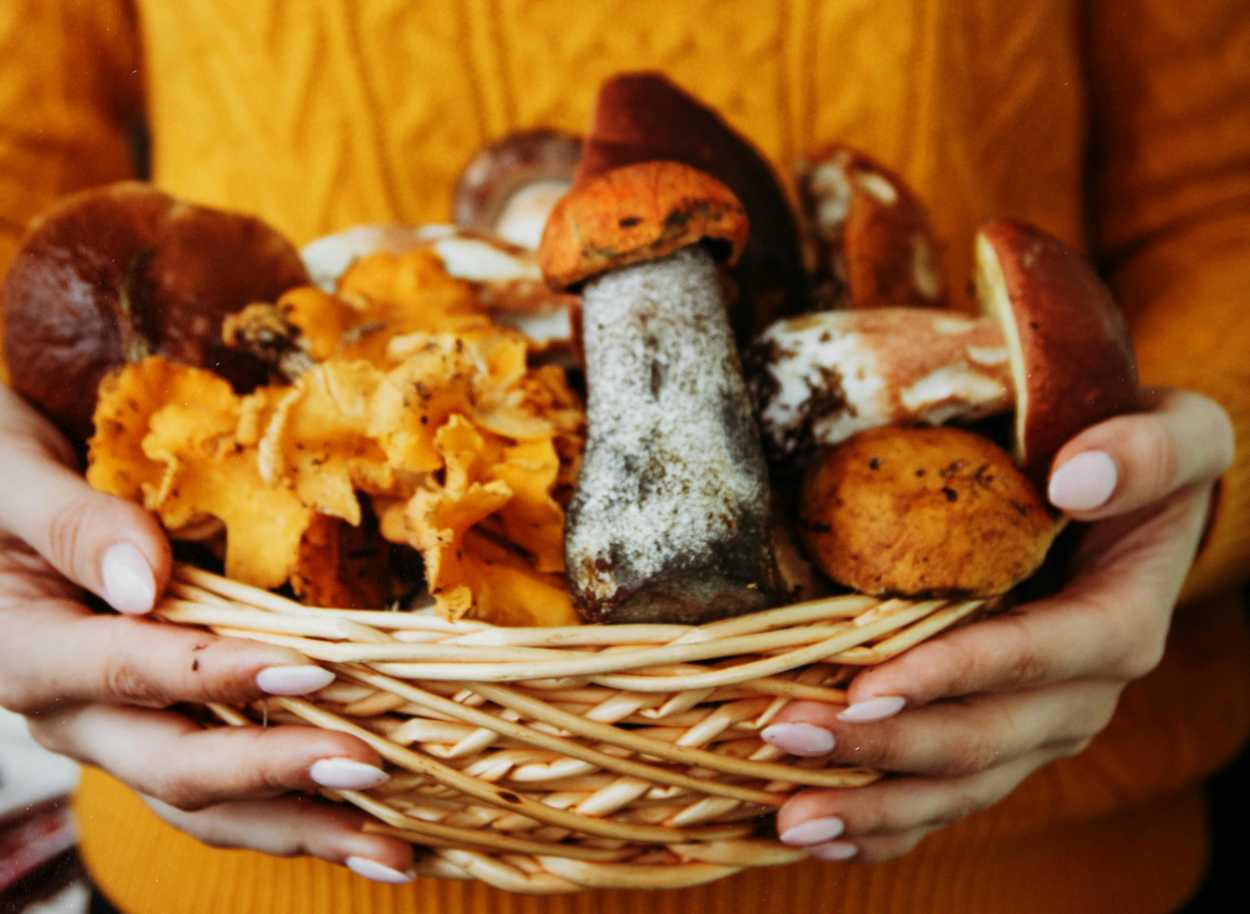 Persona che tiene funghi in mano - Foto di Kristina Paukshtite / Pexels.com