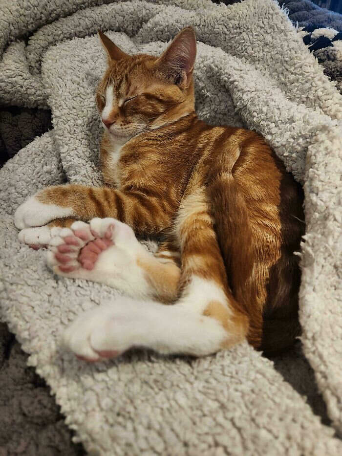 https://www.reddit.com/r/AbsoluteUnits/comments/18w0dsa/this_cats_feet_are_units/