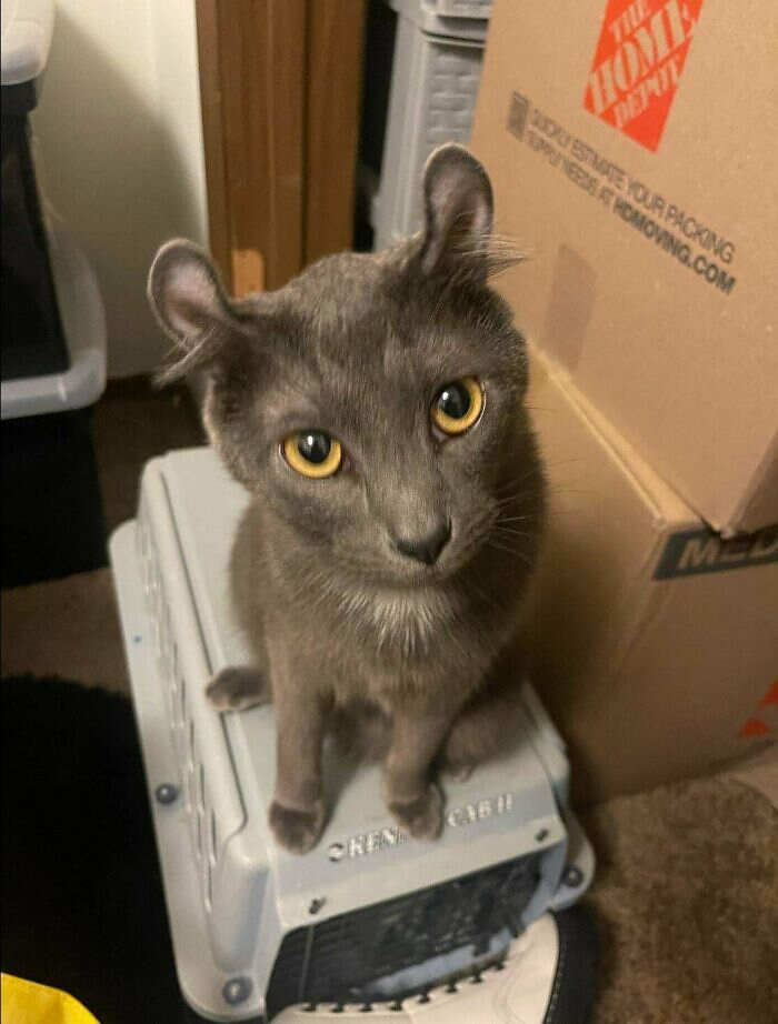 https://www.reddit.com/r/cats/comments/1gq6tw8/my_family_makes_fun_of_him_because_of_his_ears_so/