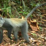 Image2-Cercopithecus Mitis or Blue Monkey