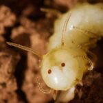 La larva della mosca "camaleonte" - Foto Roger Vila