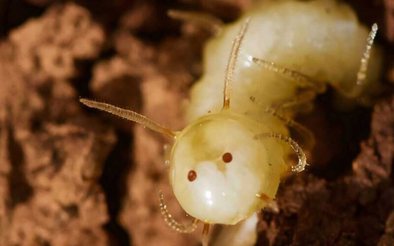 La mosca che si crede termite: ecco la larva “camaleonte”