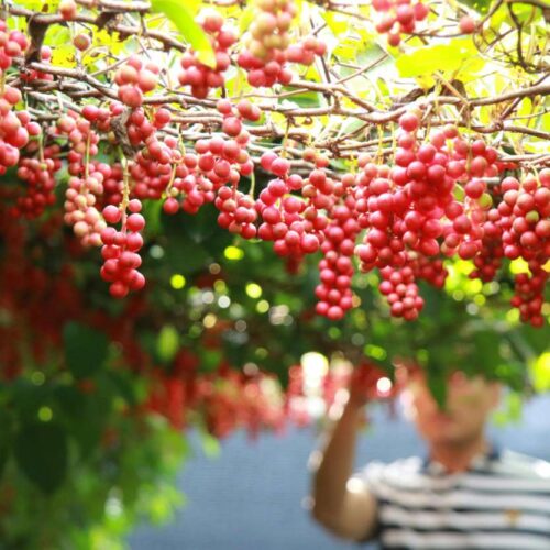 Un frutto cinese per il controllo di colesterolo e glicemia