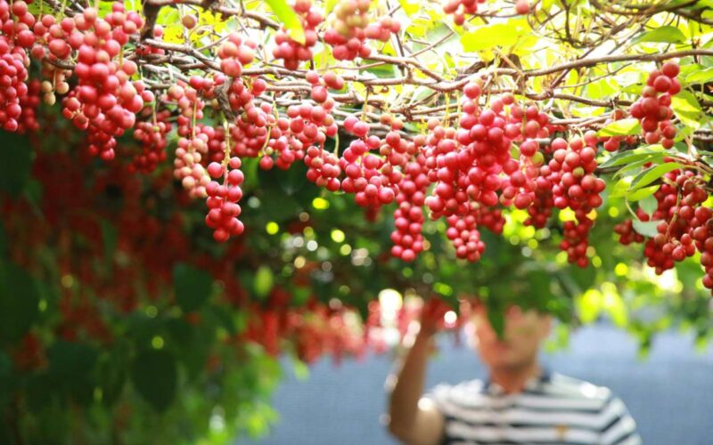 Un frutto cinese per il controllo di colesterolo e glicemia