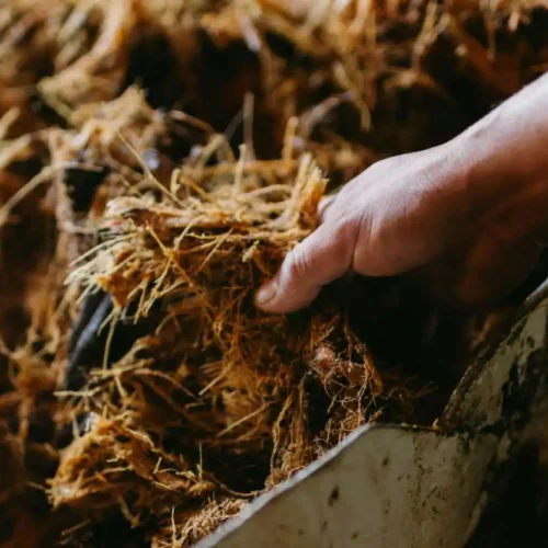 Pannelli solari dalle biomasse agricole, la rivoluzione che funziona