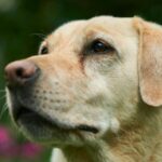 Foto di Markus Distelrath: https://www.pexels.com/it-it/foto/labrador-retriever-adulto-2832119/