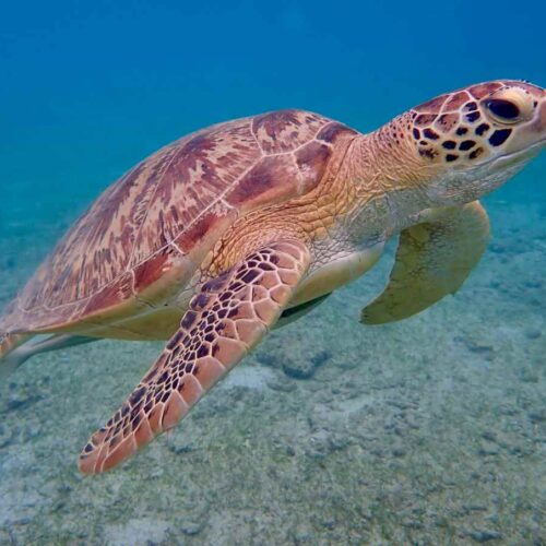 Quando trovano cibo le tartarughe marine ballano di gioia