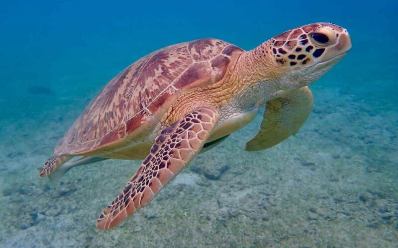 Quando trovano cibo le tartarughe marine ballano di gioia