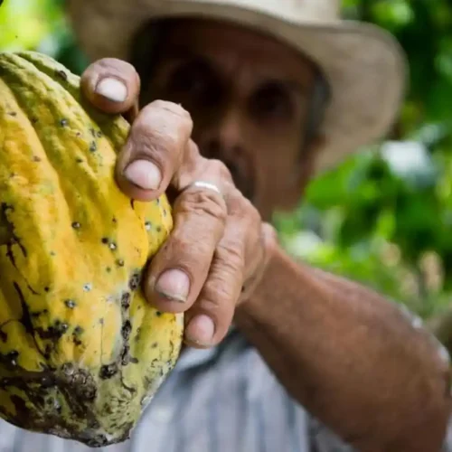 Prezzo del cacao alle stelle: crisi climatica e raccolti in difficoltà