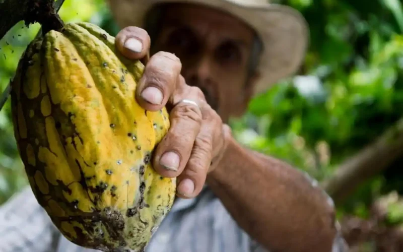 Prezzo del cacao alle stelle: crisi climatica e raccolti in difficoltà