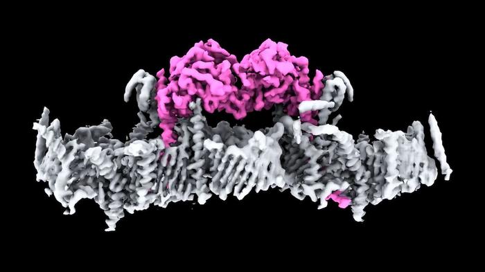 Due proteine PINK1 sono mostrate attaccate alla membrana di un mitocondrio per la prima volta.