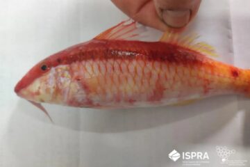 Nuovo intruso nei mari italiani, pescata una triglia del Mar Rosso