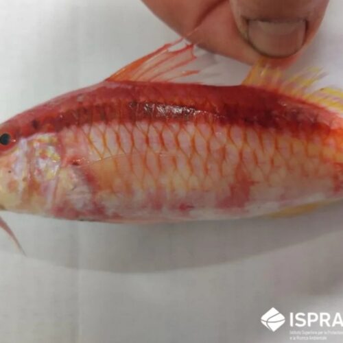 Nuovo intruso nei mari italiani, pescata una triglia del Mar Rosso