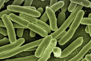 Plastica biodegradabile da batteri E. coli ingegnerizzati