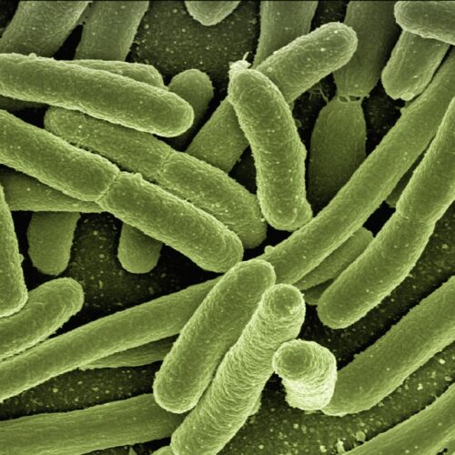 Plastica biodegradabile da batteri E. coli ingegnerizzati