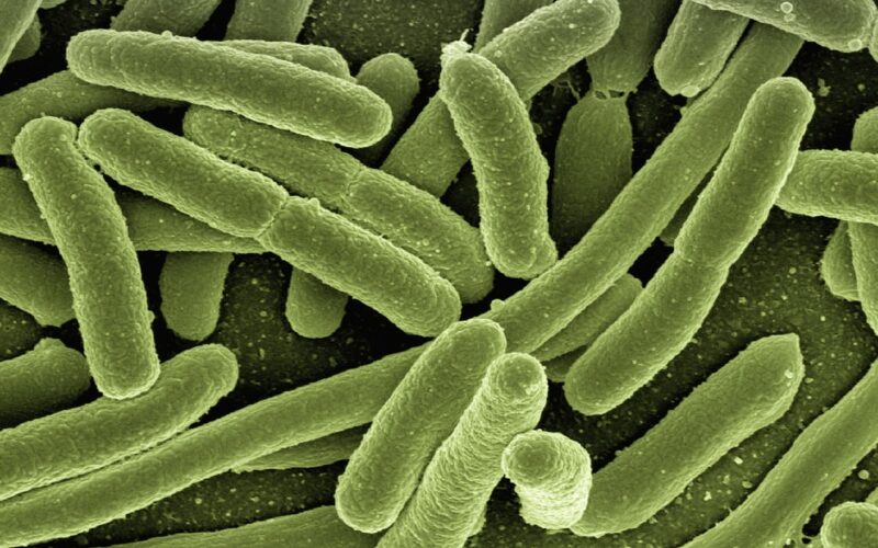 Plastica biodegradabile da batteri E. coli ingegnerizzati