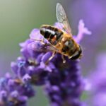 Foto di Pixabay: https://www.pexels.com/it-it/foto/ape-sulla-lavanda-viola-162367/