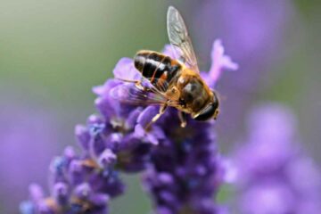 Un vecchio erbicida sta mettendo a rischio gli impollinatori