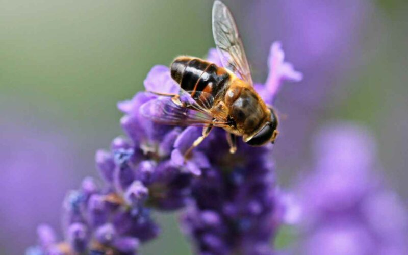 Un vecchio erbicida sta mettendo a rischio gli impollinatori