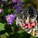 Una farfalla Vanessa virginiensis - Foto di Thomas Elliott: https://www.pexels.com/it-it/foto/vanessa-virginiensis-vanessa-americana-29767900/